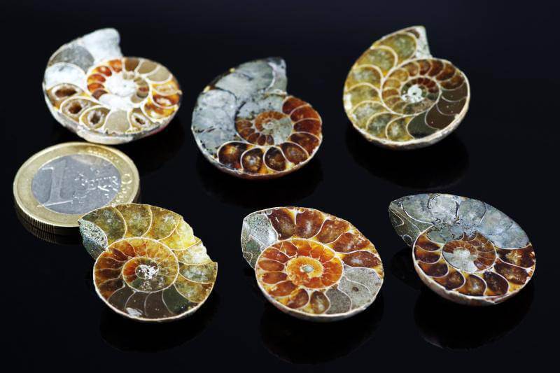 Ammonite fossil – 10-25mm