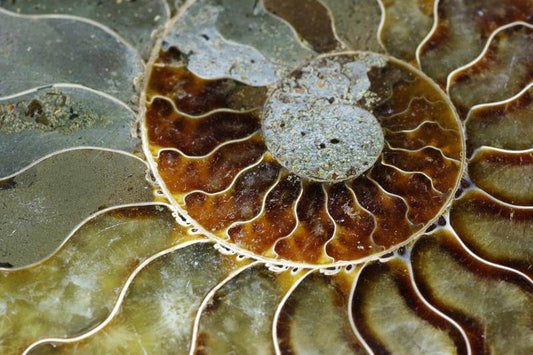 Ammonite fossil – 120mm