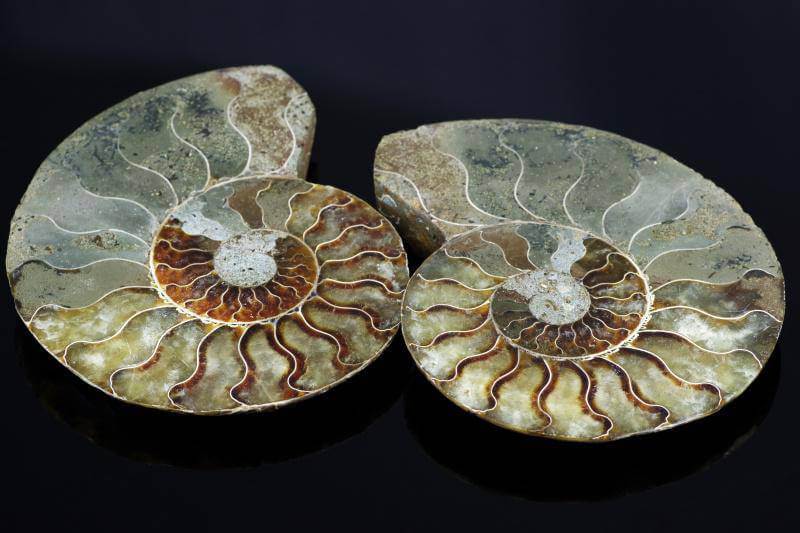 Ammonite fossil – 120mm