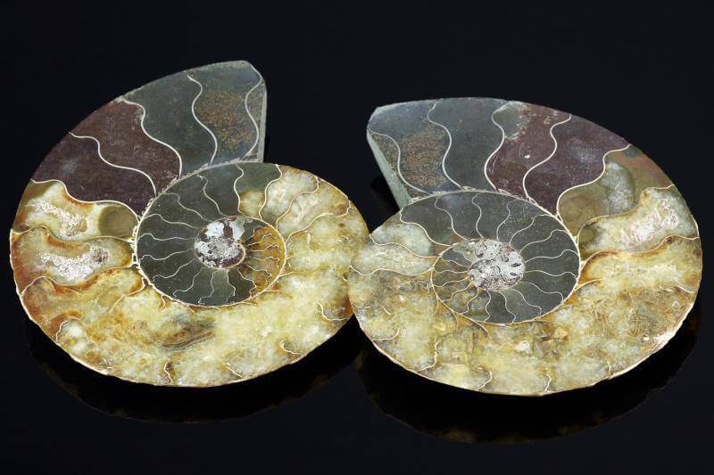 Ammonite fossil – 170mm