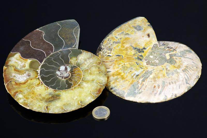 Ammonite fossil – 170mm