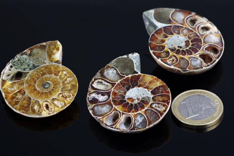 Ammonite fossil – 25-45mm