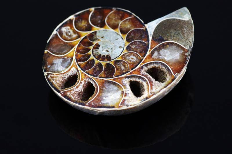 Ammonite fossil – 25-45mm