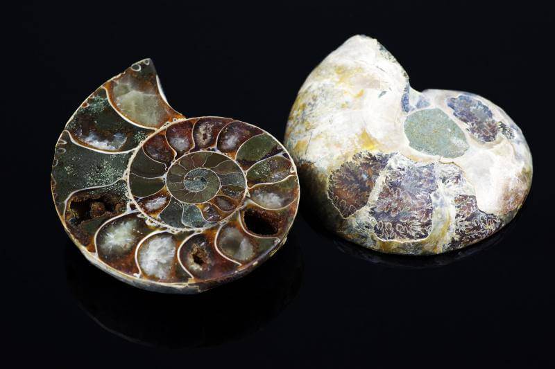Ammonite fossil – 45-60mm