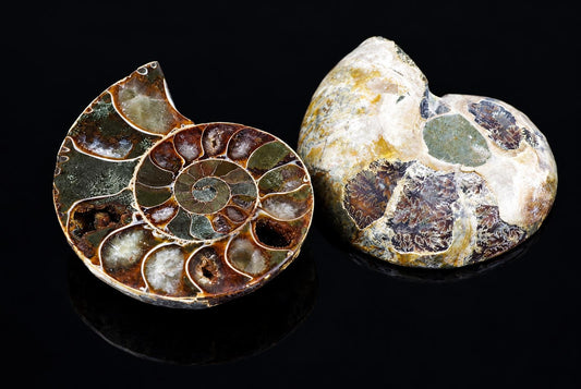 Two ammonite fossils on a dark surface. The left one is sliced to show its spiral chambers in green, brown and white. The right one is whole with mottled patterns.