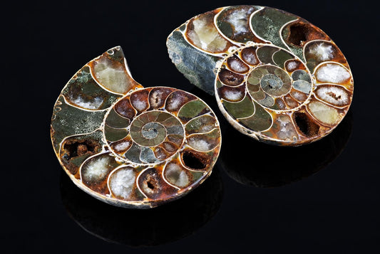 Two polished ammonite fossils with spiral chambers, green and brown tones, on a dark reflective surface.
