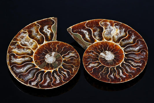 Two polished ammonite fossils with brown and white spiral chambers, set on a dark surface.