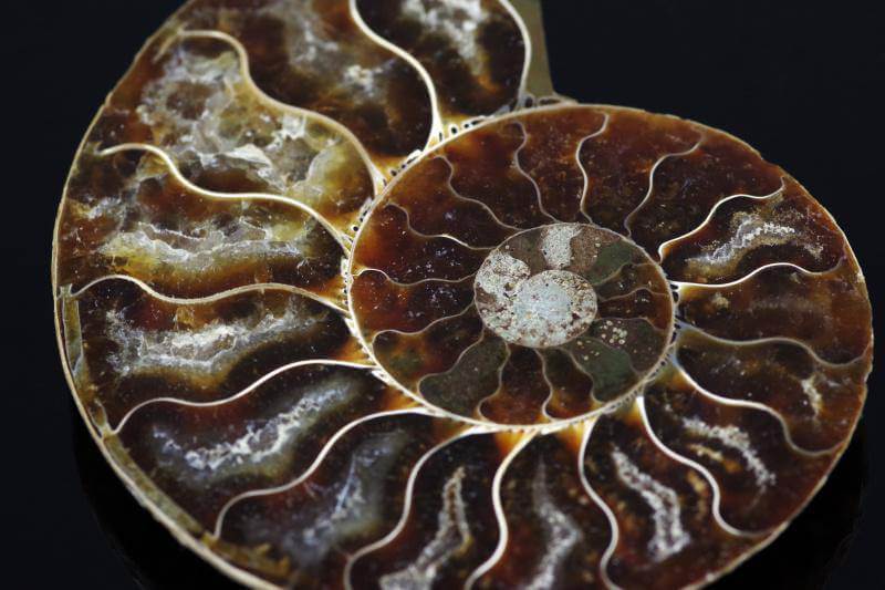 Ammonite fossil – 60-80mm