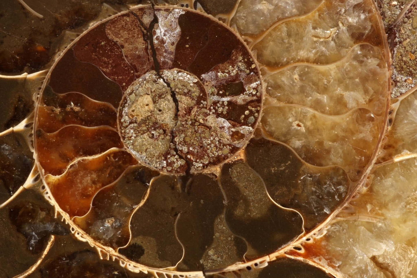 Ammonite fossil – 90-100mm