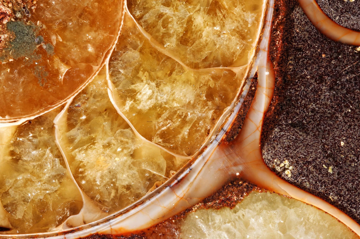 A close view of an ammonite fossil shows golden crystal-filled chambers bordered by pale curved lines.