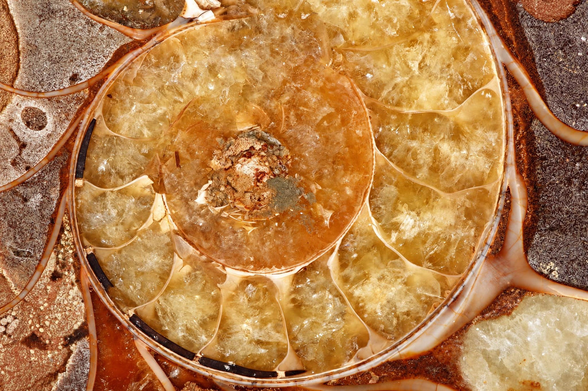 A large ammonite fossil with a spiral shell, yellowish-brown translucent interior and dark outer rim on a textured surface.