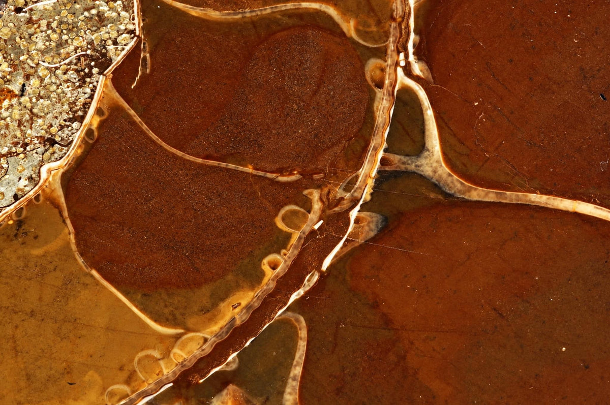 A close-up of a brown and beige fossilized ammonite with intricate spiral patterns on a dark surface.