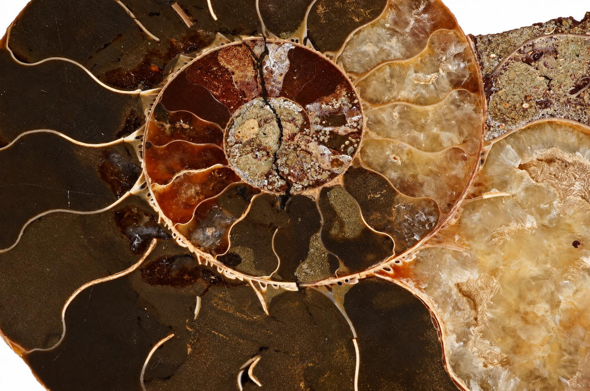 A close view of a polished ammonite fossil shows a spiral of divided chambers in brown, cream and orange tones.