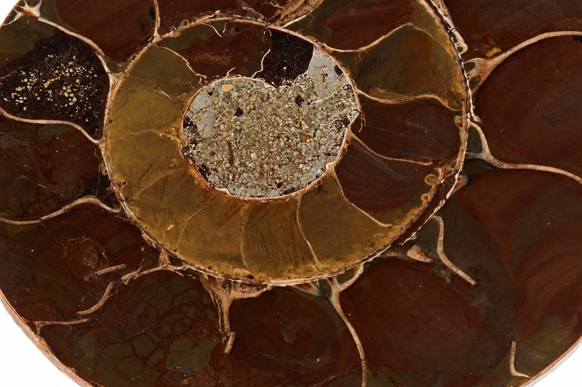 A polished ammonite fossil slice showing a spiral pattern with dark brown, olive green and grey sections on a pale surface.