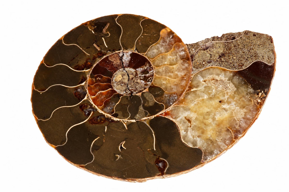 A sliced ammonite fossil on a white background, showing dark brown and beige spiral chambers with visible internal textures.