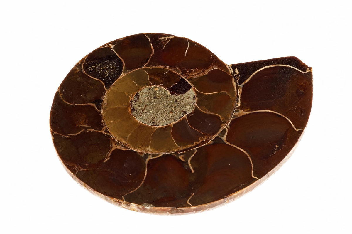 A polished ammonite fossil slice with dark brown chambers, a gold-coloured inner ring, and a grey centre on a white background.