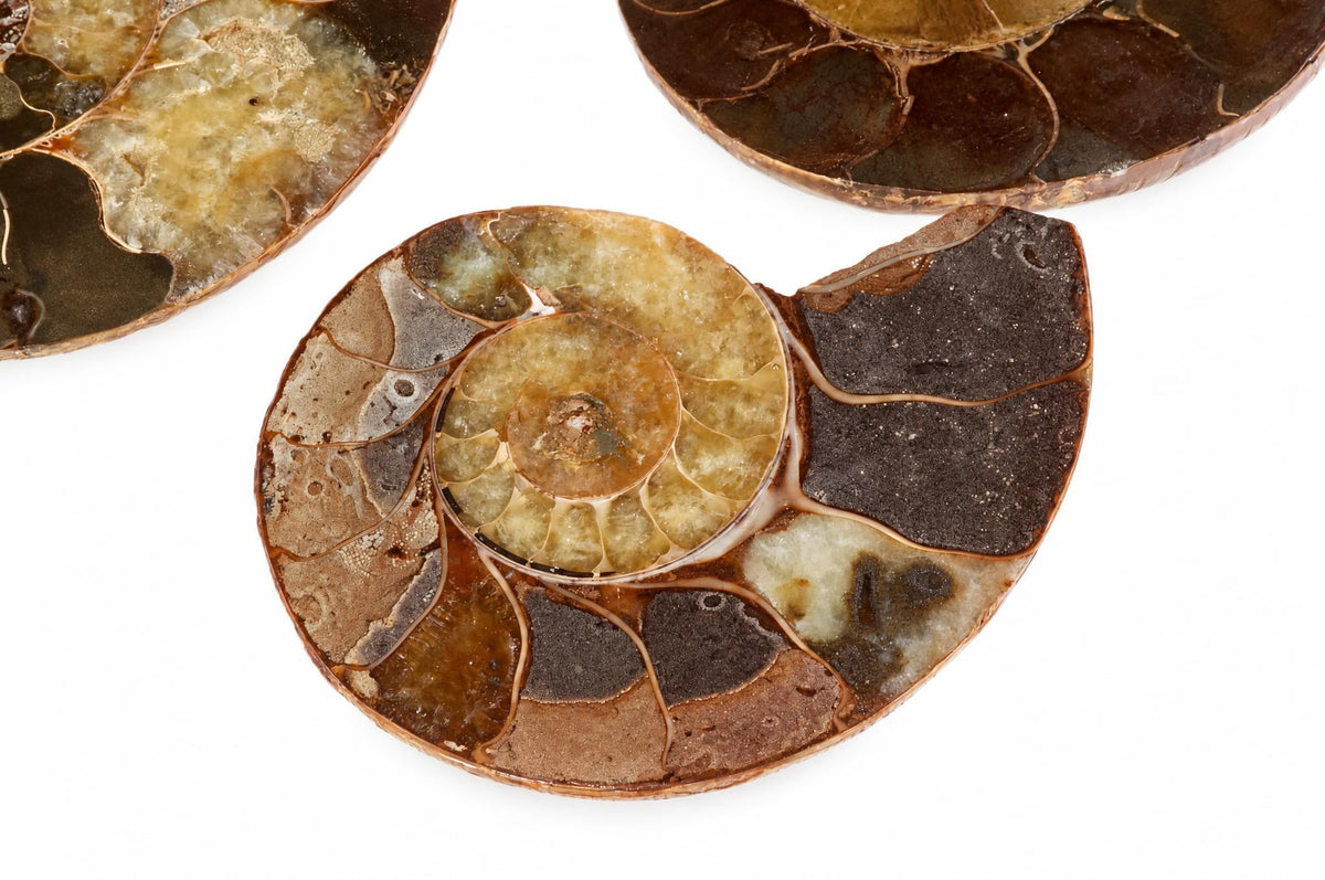 Three ammonite fossils on a white surface, showing spiral chambers in brown, black, and yellow tones.