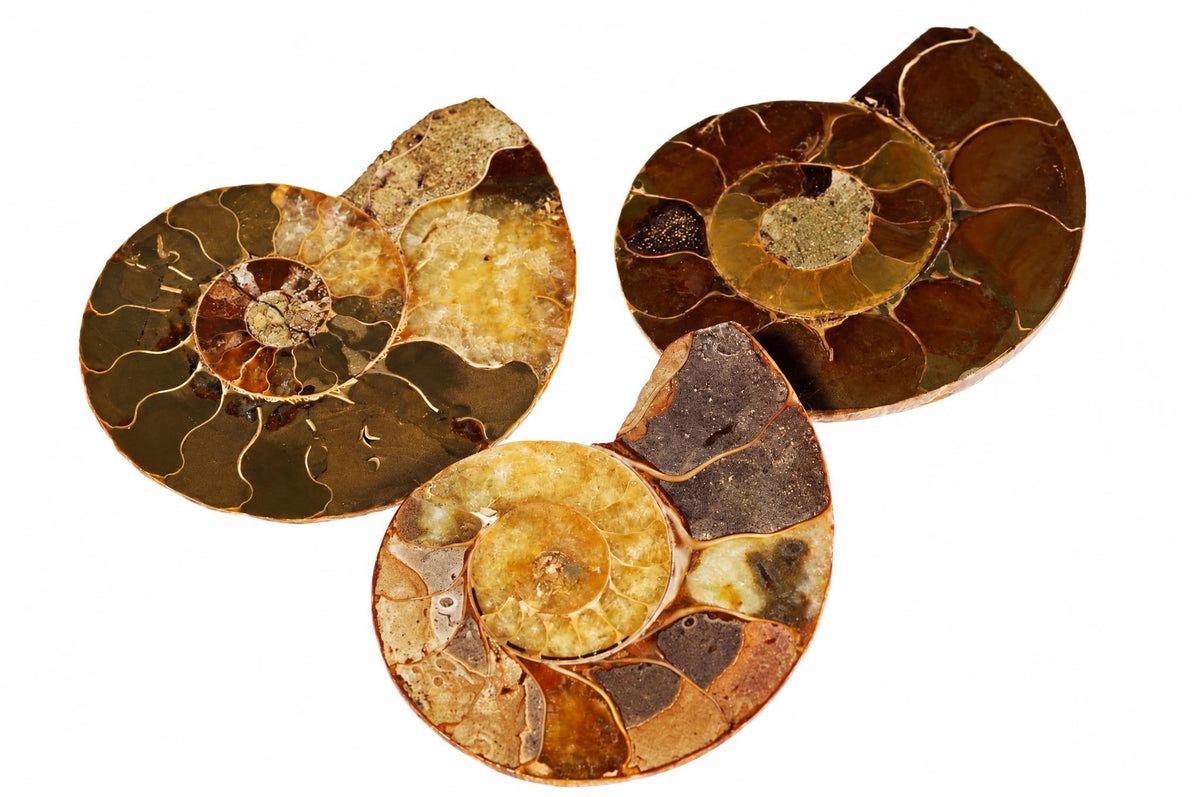 Cut ammonite fossils reveal spiral chambers in brown, cream and yellow tones, arranged together against a plain white background.