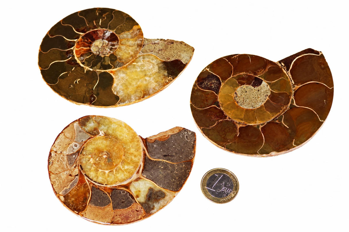 Cut ammonite fossils display brown and golden spiral chambers, arranged beside a coin against a plain white background.