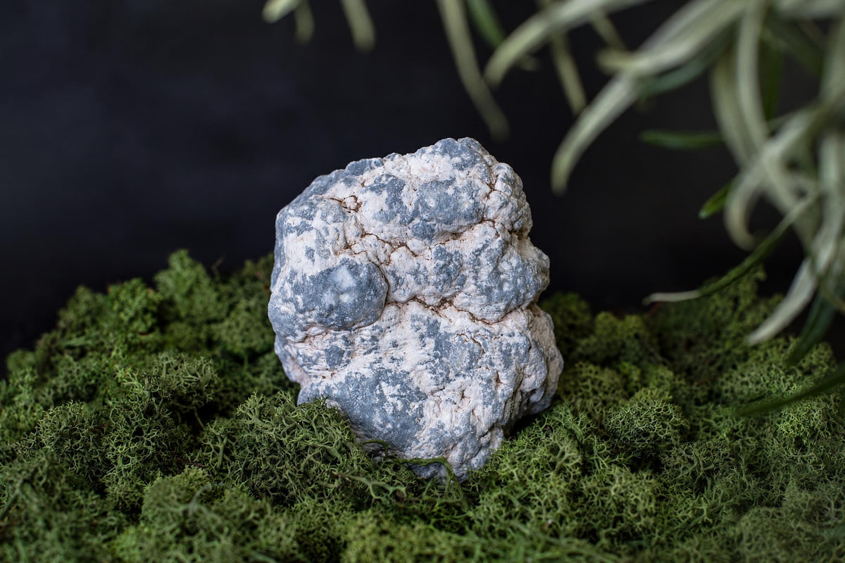 A grey and white textured mineral specimen rests on a bed of green moss against a dark background.