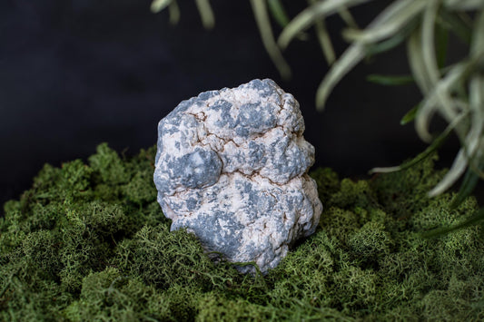 A grey and white textured mineral specimen rests on a bed of green moss against a dark background.