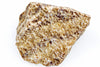A raw aragonite specimen with a rough, irregular shape and a speckled surface of white, tan, and dark brown minerals on a plain background.