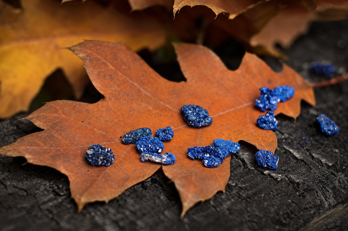 Several small, bright blue azurite crystals rest on a brown autumn leaf atop a dark surface.