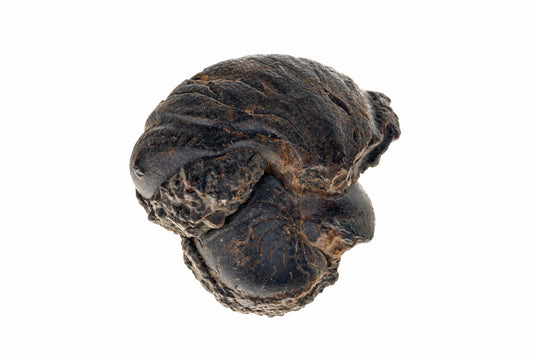 A dark, textured fossil specimen with ridged and grooved surfaces sits on a white background.