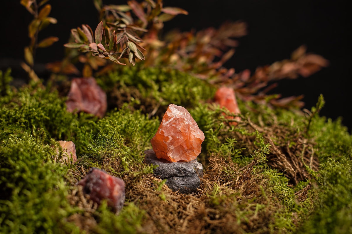 A raw orange carnelian crystal rests on a dark stone, surrounded by green moss and small plants against a black background.