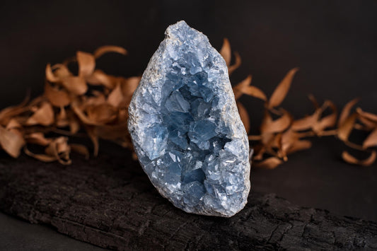 A blue celestite crystal cluster inside a rough, light-grey rock rests on a dark wooden surface with dried brown leaves in the background.