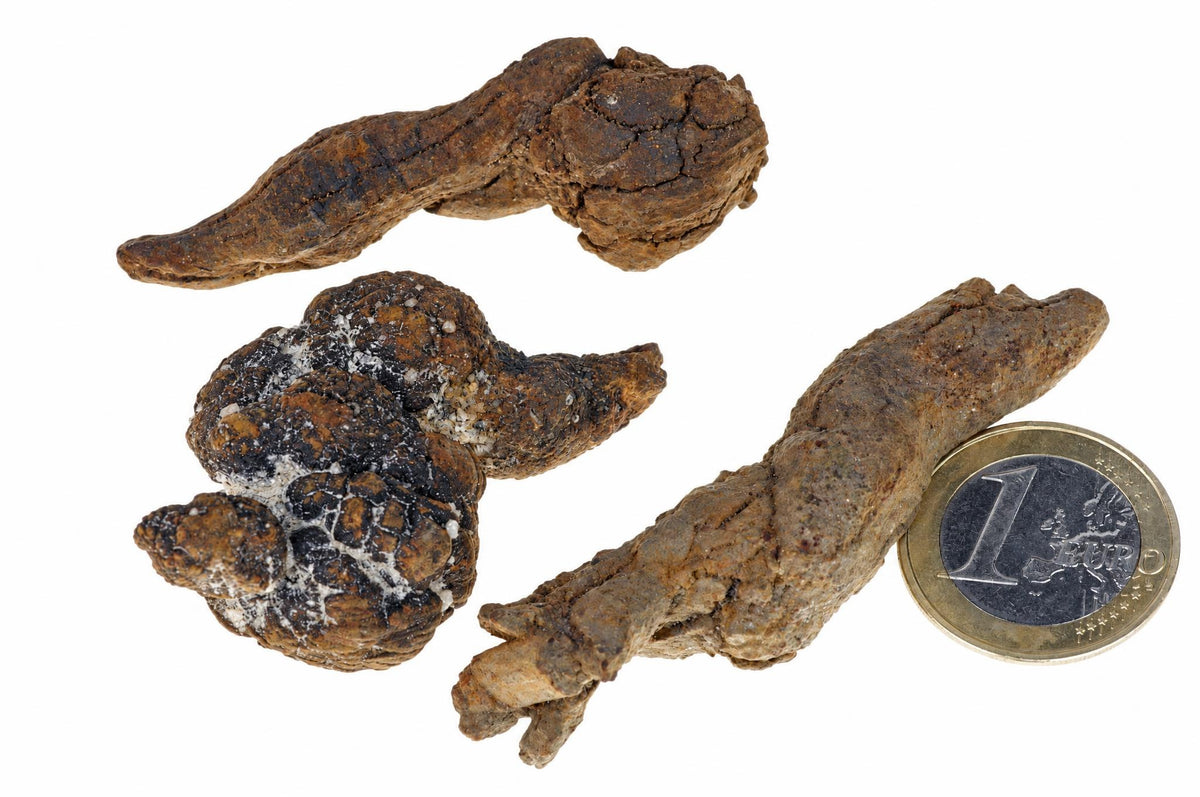 Three brown, irregularly shaped coprolites on a white surface with a one-euro coin for scale.