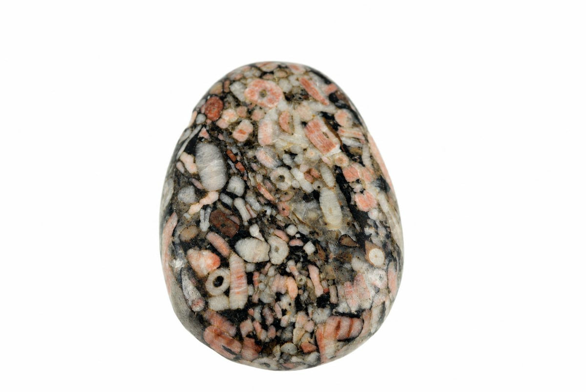 A polished, oval-shaped stone pendant with a dark matrix containing pink and white fossilized crinoid stems on a pale surface.