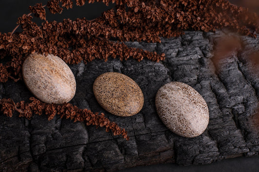 Three oval dinosaur bones with textured brown and beige surfaces rest on a dark wooden surface, surrounded by dried brown plant stems.