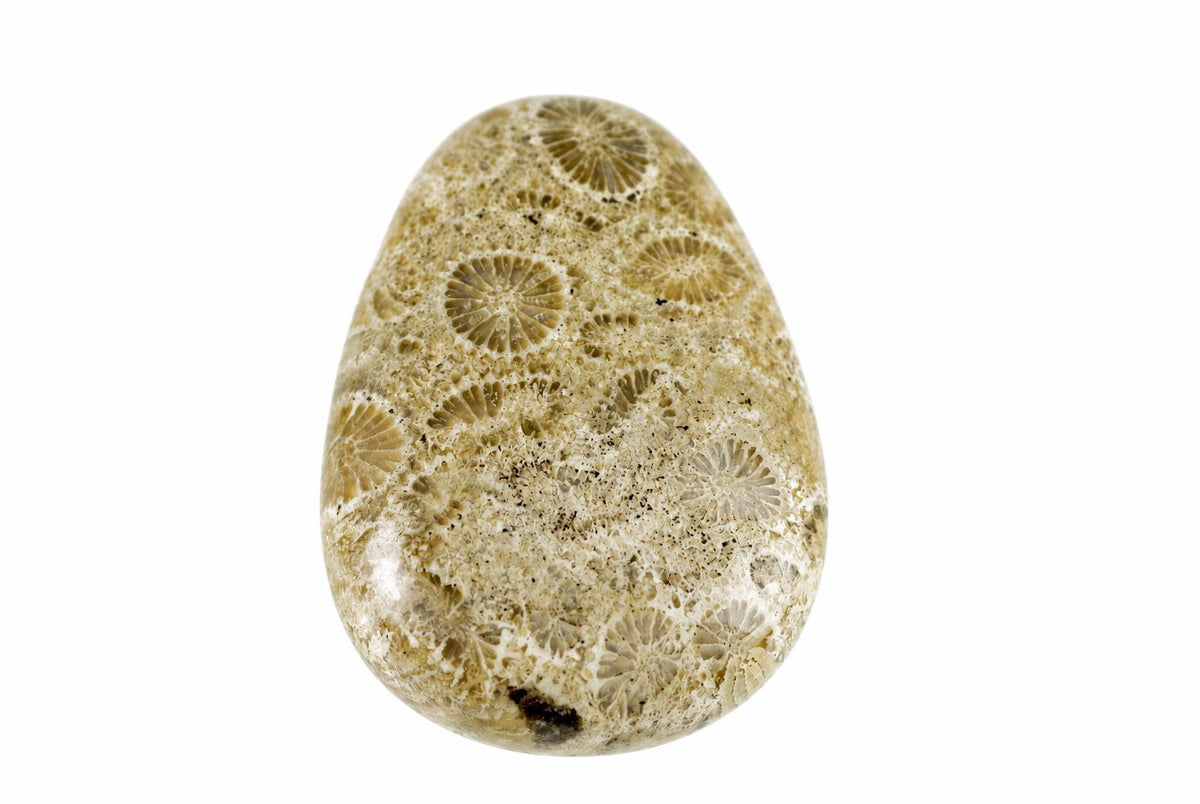 A polished, oval-shaped stone with a light beige surface featuring numerous circular fossilized coral patterns in darker brown tones against a plain white background.