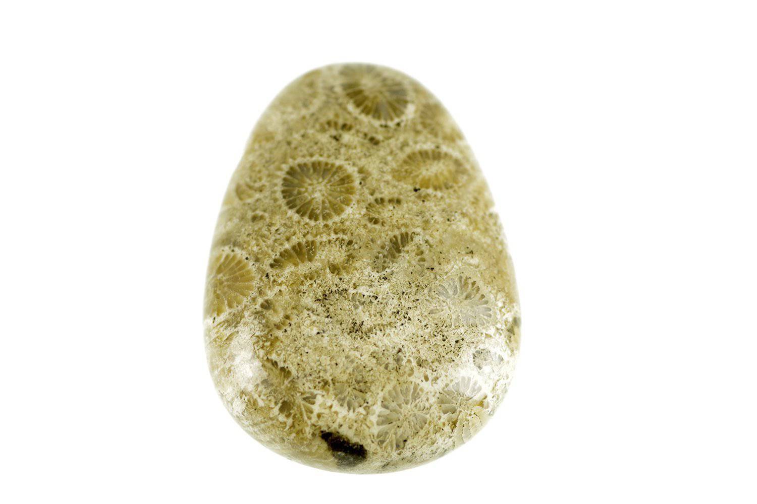 Fossilized coral pendant – Drop