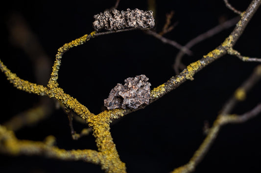 Two rough, greyish-brown fulgurites rest on a dark branch covered in yellow lichen against a black background.