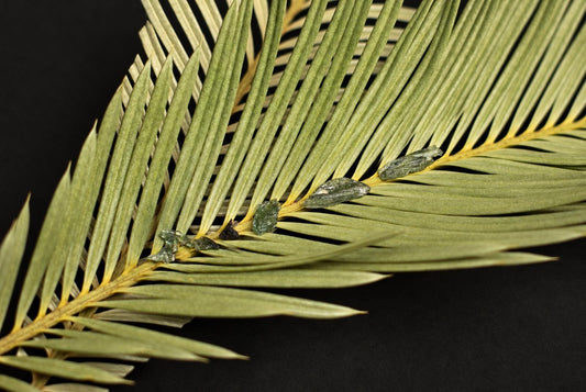 Several green, glassy Moldavite stones rest on a pale palm frond against a dark surface.