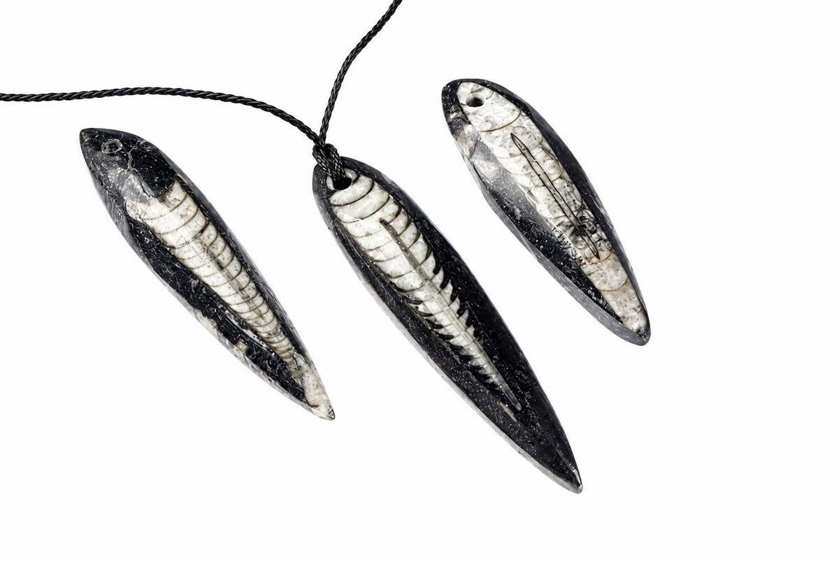 Three black and white Orthoceras fossil pendants hang from a dark cord against a pale surface.