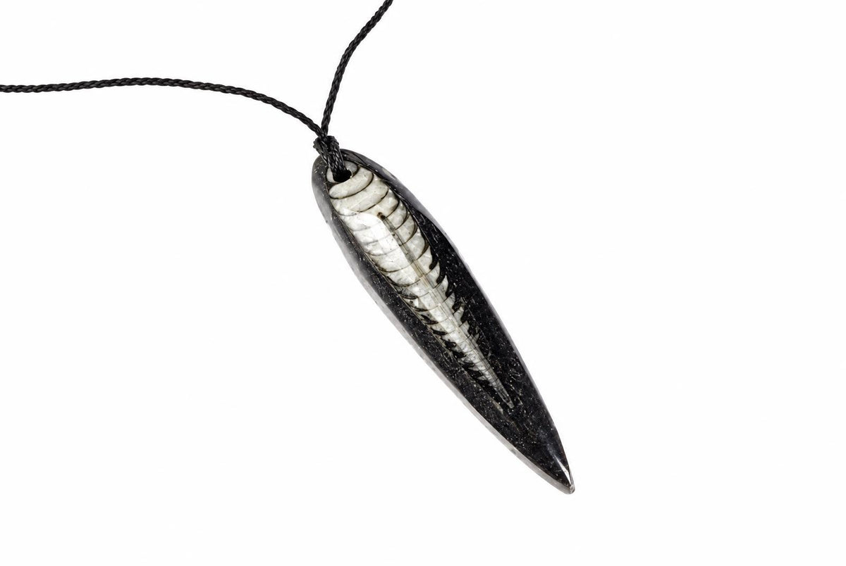 A black cord necklace with a long, pointed pendant featuring a white and black fossilized Orthoceras shell.