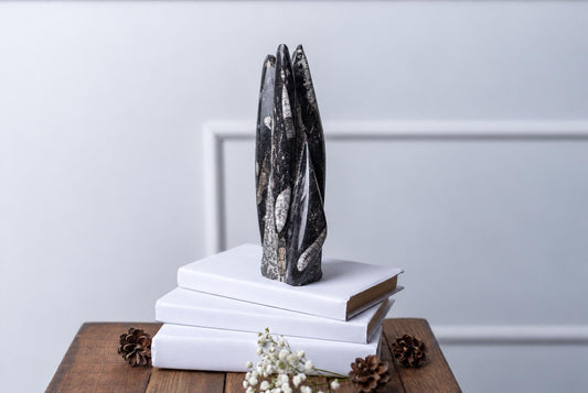 A polished black and white fossilized Orthoceras sculpture stands on a stack of three white books on a wooden surface.