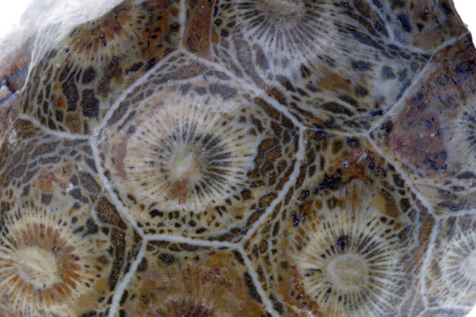 Petrified coral