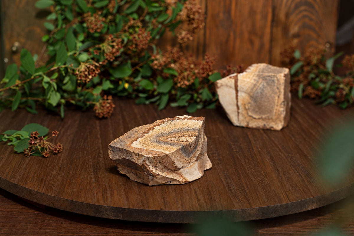 Two pieces of Picture Jasper with concentric bands in beige, brown and grey sit on a dark wooden surface beside greenery.