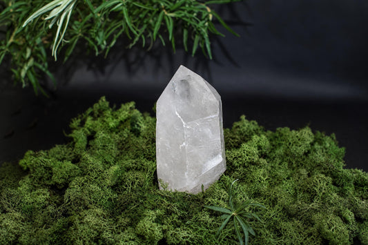 A clear quartz crystal point stands on a bed of green moss against a dark background, with foliage above.