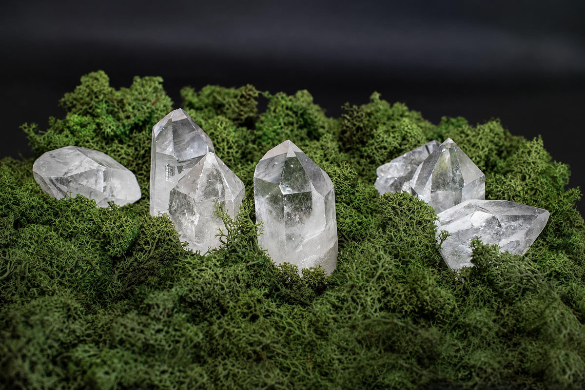 Several clear quartz crystals rest on a bed of green moss against a dark background.