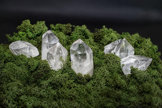 Several clear quartz crystals rest on a bed of green moss against a dark background.