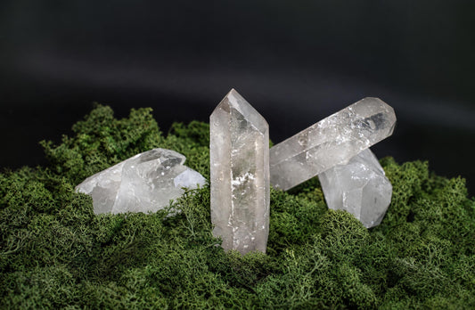 Four clear quartz crystals on a dark surface, resting on green moss.