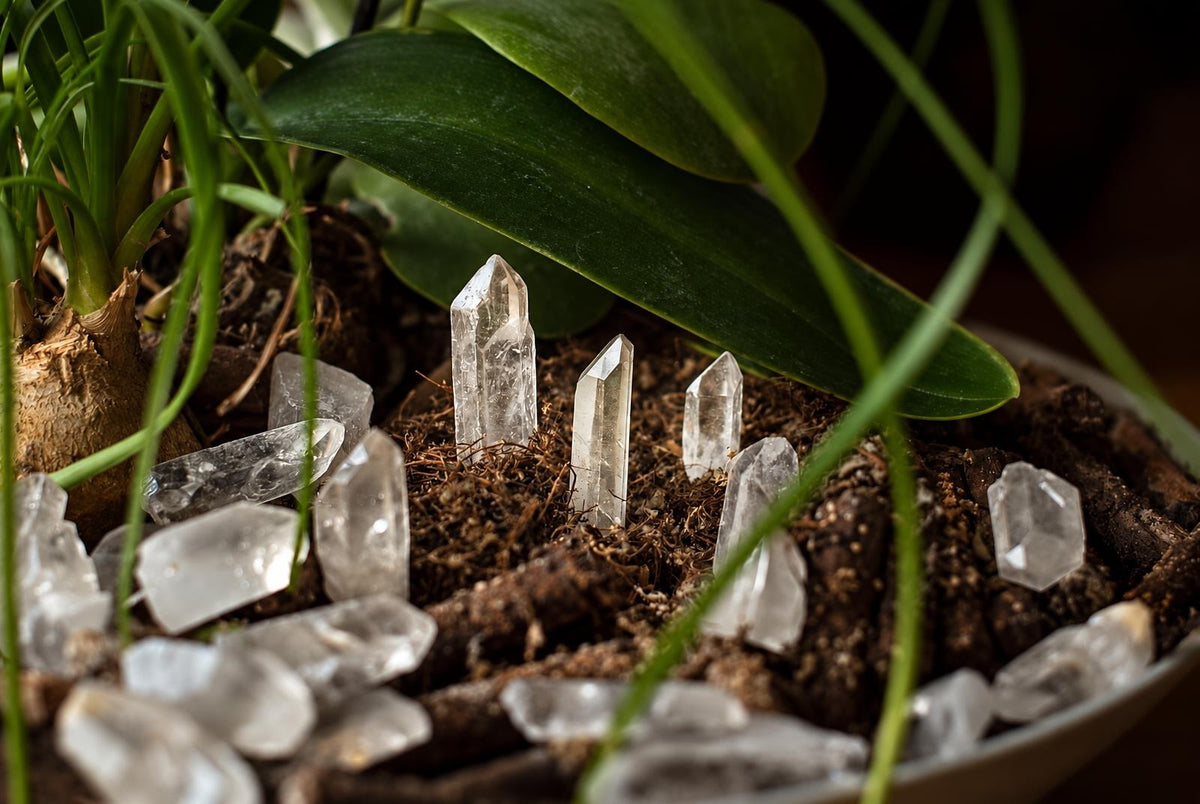 Clear quartz crystal points stand upright in dark soil within a potted plant, surrounded by green leaves and stems.