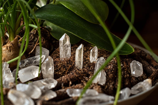 Clear quartz crystal points stand upright in dark soil within a potted plant, surrounded by green leaves and stems.