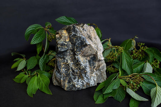 A large, rough-textured rock with black, grey and yellowish-brown patches stands on a dark surface surrounded by green leaves.