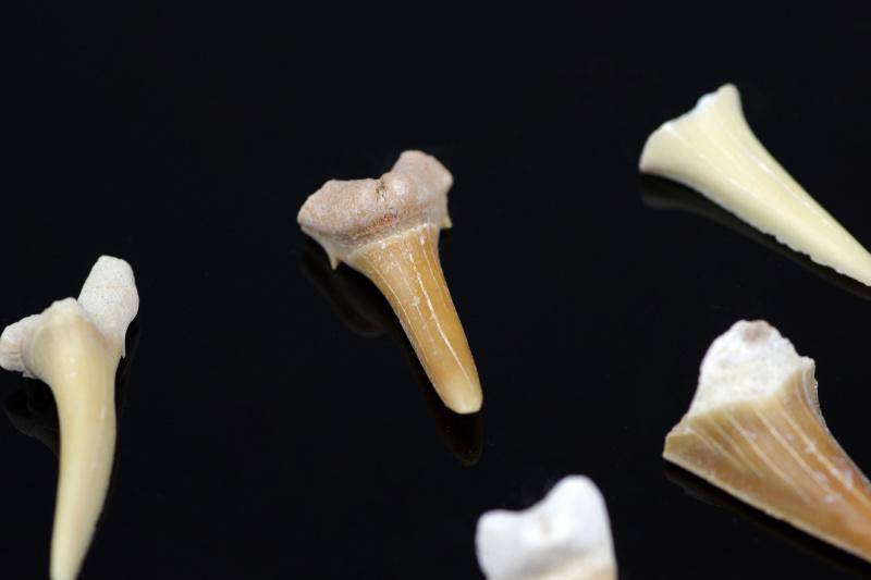 Shark teeth – small